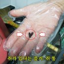 관악-현장-관악-909 | [공지] 쥐퇴치법, 쥐잡는법 : 쥐 유입구멍 차단 또는 쥐약 설치가 중요
