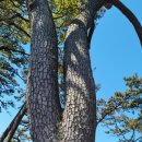 자은도하우스 이미지