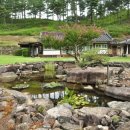 한국서 연못이 가장 아름답다던 절집에 백련이 피었다 이미지