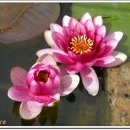 신토불이 이미지