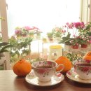 예쁜커피나무 이미지