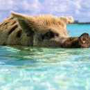 돼지꿈행운농장 이미지