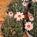 청화농원 | 당진 꽃섬농원에서 발견한 작은 행복^^