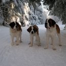 세인트버나드 (Saint Bernard) 이미지