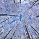 나무야 나무야 이미지