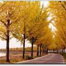 시도 1호선 벚나무 이미지