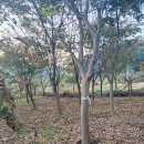 (주)평리건설 | "천안조경" 만족후기! 천안시 풍세면 카페 그늘목시공 공사를 진행했는데 대만족!
