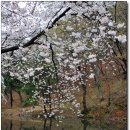 [진안]비가 와서 너무 아쉬웠던 마이산 벚꽃길 이미지