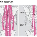 허리업