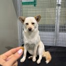 빅독 | 파주 빅독포레스트 유기견봉사 개인봉사 후기 (준비물)