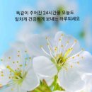 ◇ 장흥 한재공원, 봄 마실 나온 ‘할미꽃’ 이미지