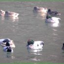 복이오리 이미지