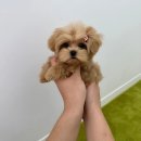 댕스마일
