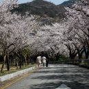 봉산 벚꽃길 티스토리