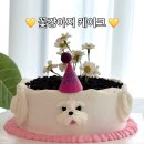 꽃강아지 | 꽃강아지 케이크 이벤트 당첨자 후기 1