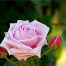 장미빛인생 이미지