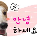 라라왁싱 이미지