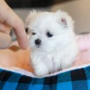 바우애견 이미지