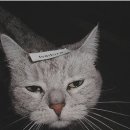 태륜 이미지