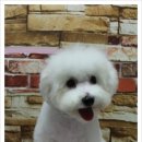 토비애견미용 이미지