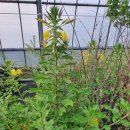 유일농장2 이미지