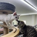 냥이조아 이미지