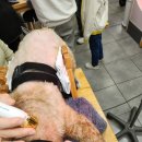 한양한방동물병원 이미지