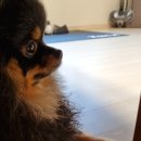 뚱띠레이 이미지