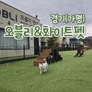 오블리&화이트펫 이미지