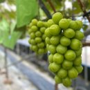 그링농장 이미지