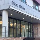 도그스테이 이미지