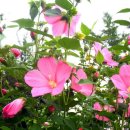 허난설헌 許蘭雪軒 한시모음 사시사四時詞4수 遣興8수 感遇4수 遊仙詩87首 閨怨歌 외 이미지