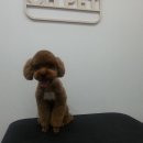 둘리애견미용샵 이미지