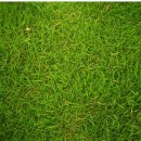 대경농약종묘사 이미지