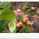 사철나무집 이미지