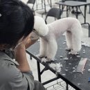 동화빌딩 | 부산애견미용학원 한 달 차 솔직 후기