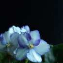 바이올렛 이미지