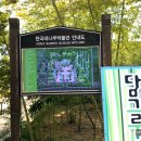 한국대나무 이미지