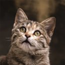 고양이랑 이미지