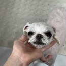 또왕또왕 Dog Salon 이미지
