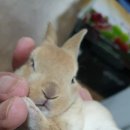 토린세스 이미지