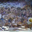 대게타운 이미지