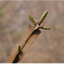 소춘의 화살나무 / 정안석 이미지