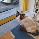 냥만미용실 이미지