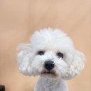 아루멍 그루밍 이미지