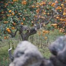 밀크인제주 이미지