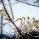 엄마밥줘 이미지