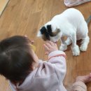 냥이 이발소 이미지