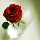 흔들리지 않은 사랑을 위하여~ 이미지