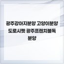 광주강아지분양 고양이분양 도로시펫 | 반려동물 광주강아지분양 고양이분양 도로시펫 광주프렌치불독분양